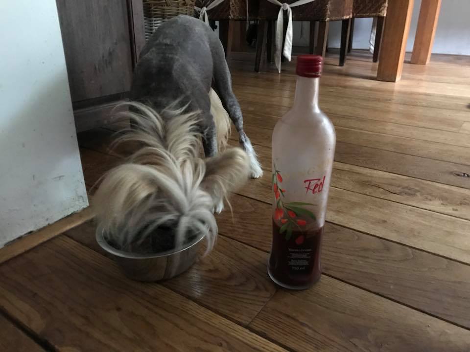 Salie Goed doen adopteren NingXia Red ook voor honden – Oily Animals