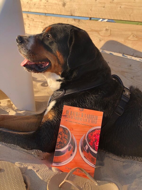 Hond in de zon met het Boek de rauwe waarheid over de voeding van je hond. Geschreven door dierenarts Erwin van Gijtenbeek